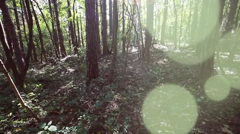 Sun rays light shines through trees and branches of  forest. Video stock 68630255