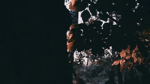 Sun rays light shines through trees and branches of jungle forest canopy. Stock Footage 76945851