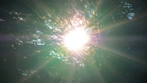 Sun rays light shines through apple tree and branches of forest. Beautiful Video stock 108280575
