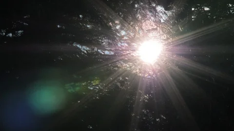 Sun rays light shines through apple tree and branches of forest. Beautiful Stock-Footage 108281418