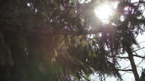 Sun rays light shines through pine apple tree and branches of forest. Beautiful Stock-Footage 123892648