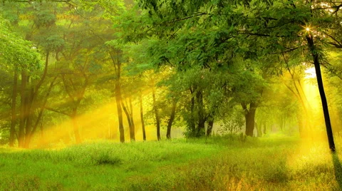 Sun rays light through the tree branch in the spring forest. Real time capture 스톡 동영상 48827061