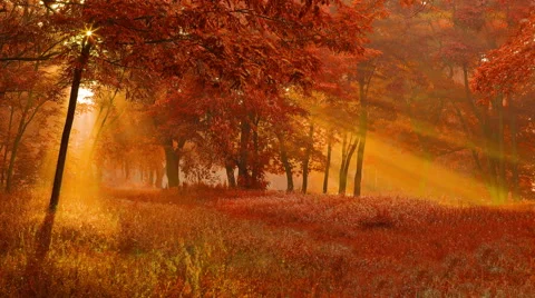 Sun rays light through the tree branch in the autumn forest. Real time capture Stock Footage 48827172
