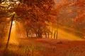 The sun rays light through the tree branch in the autumn forest Photo