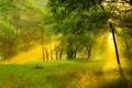 The sun rays light through the tree branch in the spring forest Photo