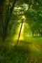 The sun rays light through the tree branch in the spring forest Photo