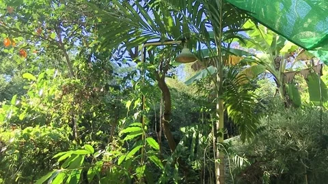 SUN RAYS LIGHT THE TROPICAL RAINFOREST, WITH NATURE SOUNDS, KHANOM, THAILAND, HD Stock Footage 149818949