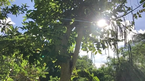 SUN RAYS LIGHT THE TROPICAL RAINFOREST, WITH NATURE SOUNDS, KHANOM, THAILAND, HD Stock Footage 149819957