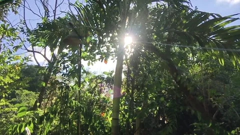 SUN RAYS LIGHT THE TROPICAL RAINFOREST, WITH NATURE SOUNDS, KHANOM, THAILAND, HD Stock Footage 149820285