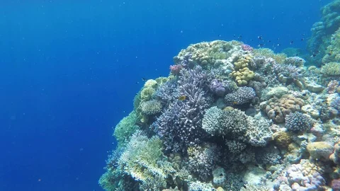 Sun rays lightening a coral reef with a lot of small fishes, slow motion Stock Footage 113642230