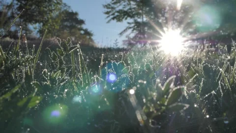 Sun rays lighting the grass full of dew Video stock 232622412