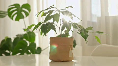Sun rays lighting through small ficus in kraft paper pot. Beautiful houseplant Stock Footage 171656905