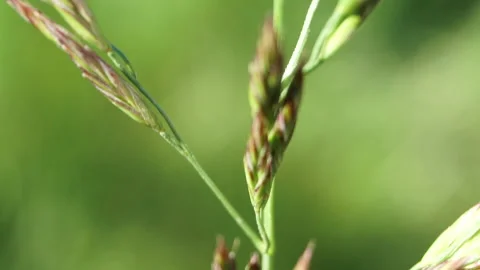 Sun Rays In a macro Grass with light wind Stock Footage 154763259