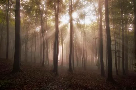 Sun rays in a magical enchanted forest with fog Stock Photos