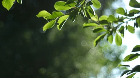 Sun rays make their way through a twig of a tree with green leaves, a summer Video stock 91009209