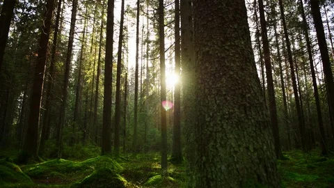 Sun rays make their way through the thick Pine Forest 库存影片 96911319