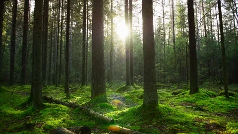 Sun rays make their way through the thick Pine Forest Vídeos de archivo 96916981