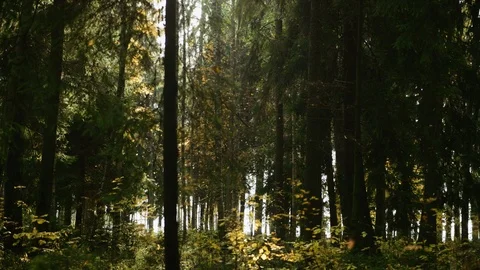 Sun rays make their way through the thick Pine Forest Stock-Footage 96931627
