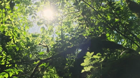 Sun rays make their way through the green leaves trees depths of a wild forest Stock-Footage 154578800