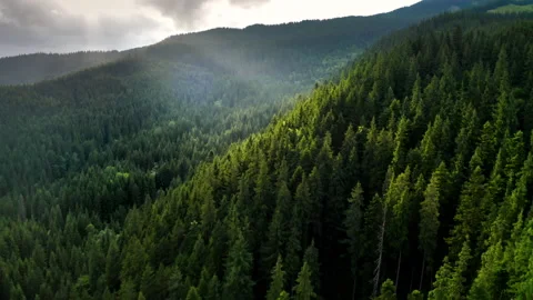 Sun rays make their way through the clouds to the tree tops. Mountain forest Stock Footage 167967617