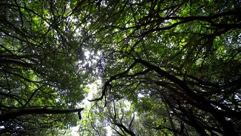 The sun rays make their way through the crown of trees Stock Footage 229969582