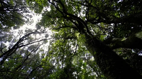 The sun rays make their way through the crown of trees Stock Footage 229969918