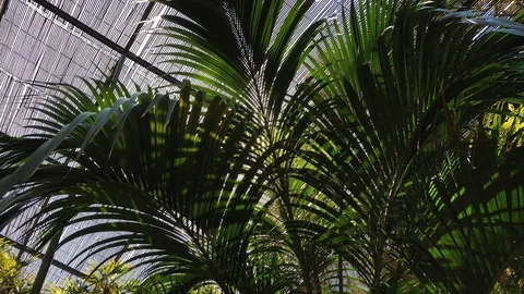 Sun rays making their way through palm tree leaves . Lens flare effect. Stock-Footage 127447645