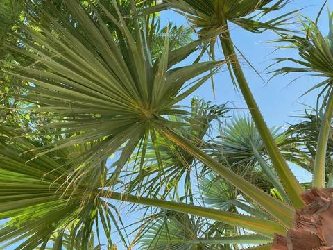 Sun rays making their way through the branches of a palm tree. The concept of Stock Photos