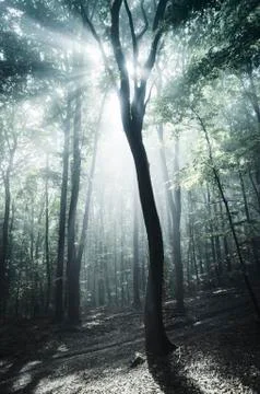 Sun rays in misty forest with old tree Stock Photos