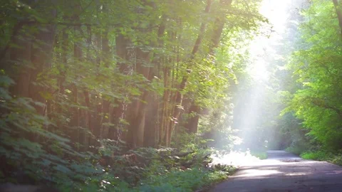 Sun Rays in Morning Forest Stock Footage 85005542