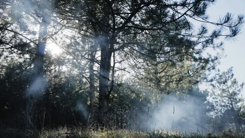 Sun rays in the morning forest Stock Footage 88838466