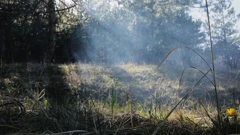 Sun rays in the morning forest Stock Footage 88838491