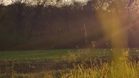 Sun rays with natural dust in the field Stock Footage 308935792