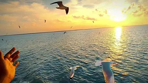 Sun Rays At Ocean And Birds Hand Waving From Ship Stock Footage 264262497