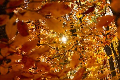 Sun rays orange foliage. Stock Photos