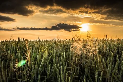 Sun rays over field Stock Photos