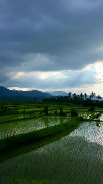 Sun Rays Over Flooded Rice Terrace Fields and Mountain Ridge in Bali Stock Photos