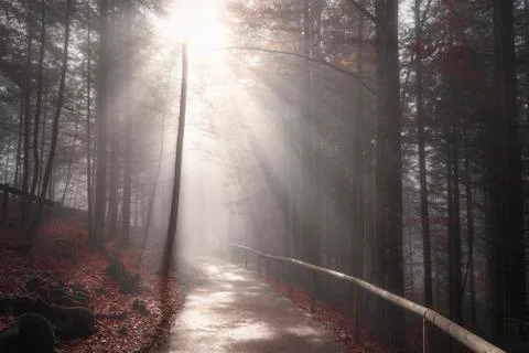 Sun rays over forest road in autumn decor Stock Photos