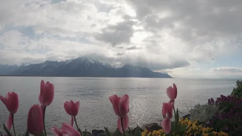 Sun rays over Lake Geneva with tulips and Alpine mountains Switzerland Stock Footage 331637175