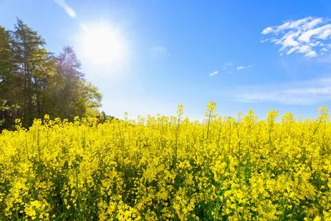 Sun rays over yellow rapeseed flowers. Rapeseed field, oil crop has blossomed. Stock Photos
