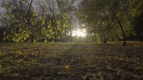 Sun rays in park 库存影片 219347512