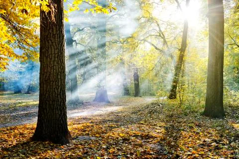 Sun rays in the park 스톡 사진