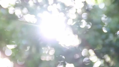 Sun rays pass sways green leaves by wind Stock Footage 299265415