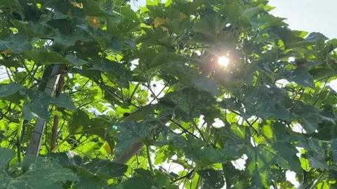 Sun rays pass through dense plantation leaves forming glowing light patterns Stock Footage 335940167