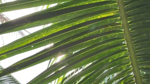 Sun rays pass through extended palm leaves forming bright patterns across the Stock Footage 331300766