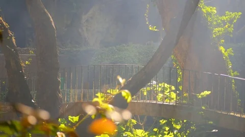 Sun rays pass through the fairy forest Stock Footage 77180611