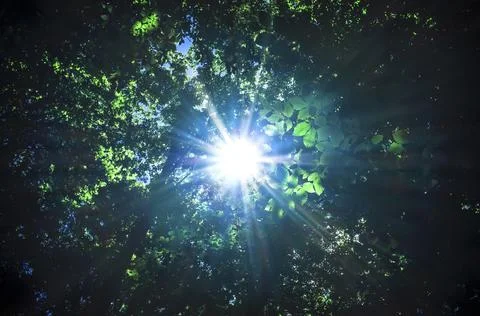 Sun rays pass through foliage trees Stock Photos
