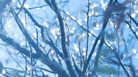 Sun rays pass through ice on tree branches 動画素材 123572206