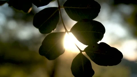 Sun rays pass through the leaves of the tree- Stock Footage 169048158