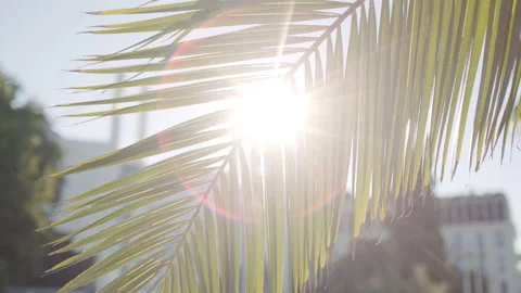 Sun rays pass through palm tree leaves. Stock Footage 232947882